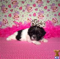 shih tzu puppy posted by little paws kennel